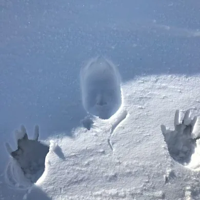 Snow impression photograph