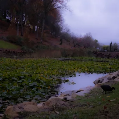 Pond landscape photograph
