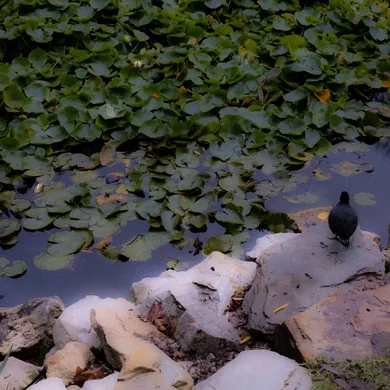 Pond bird photograph